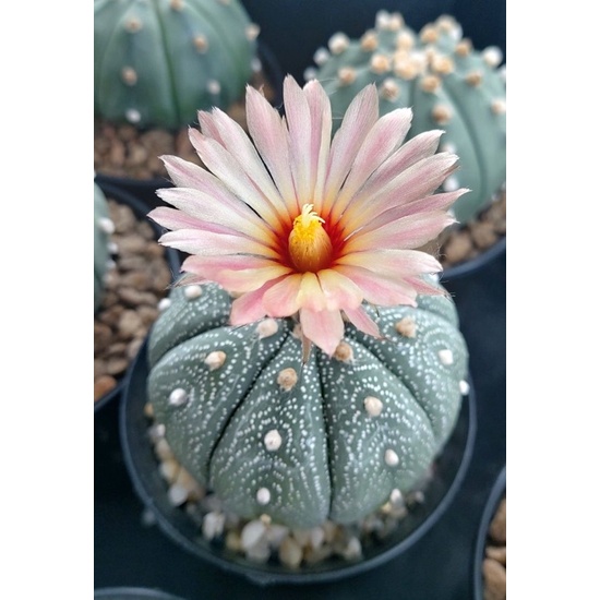 Xương rồng aster