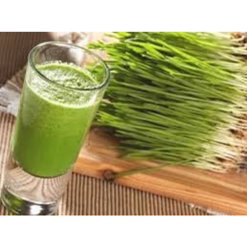 Bột Cỏ Lúa Mì nguyên chất - Wheat Grass