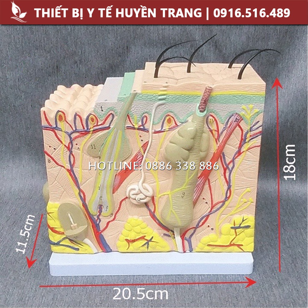 Mô hình giải phẫu da - Mô hình cấu tạo da - [KÈM BẢN ĐỒ TIẾNG VIỆT] - Thẩm Mỹ Huyền Trang