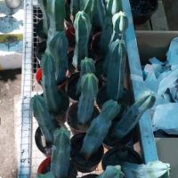 Xương rồng trụ mitylo