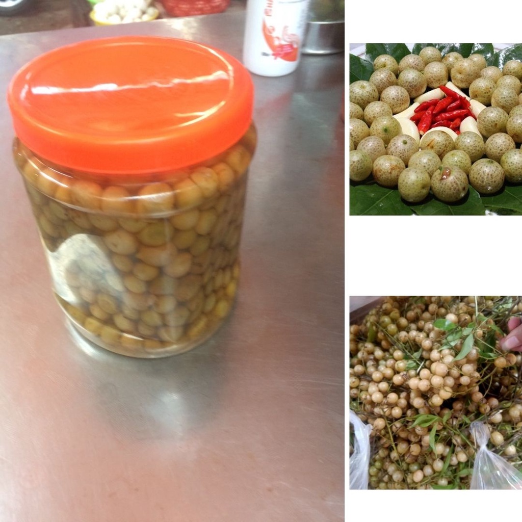 Lọ 1,5 kg mắc mật tươi ngâm muối ăn quanh năm, đặc sản móc mật tươi Lạng Sơn  - Tạp hóa cô Quý