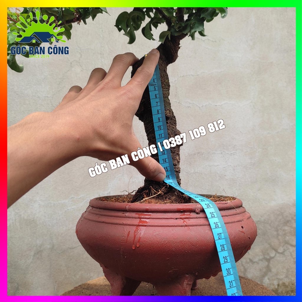 Cây Khế Bonsai Mini - KT02