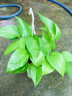 TRẦU BÀ THÁI XANH