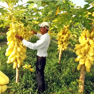 Hạt giống Đu đủ da vàng