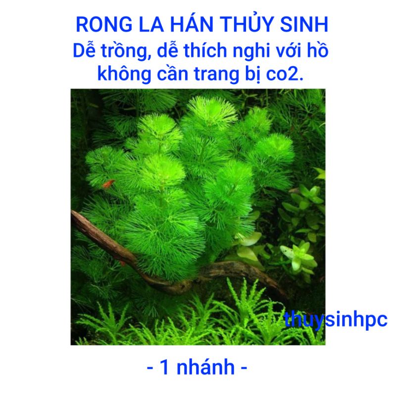 1 nhánh rong la hán trang trí bể thủy sinh cá cảnh