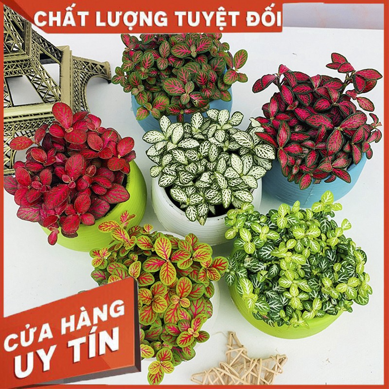 Cây cẩm nhung Fittonia, lá may mắn nhiều màu đẹp - Sẵn chậu nhựa 7x6 cm (Nhập  SOENLIFE5 để được giảm 10k hóa đơn 60k)