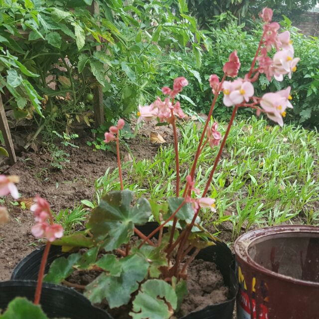 Hoa sen cạn (cây con)