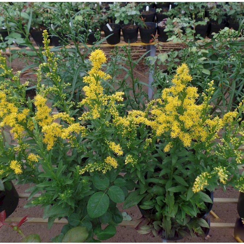 Hạt giống hoa Cúc Hoàng Anh 50 hạt mix màu siêu đẹp Cúc hoàng Anh - Golden rod