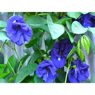 Cây giống đậu biếc