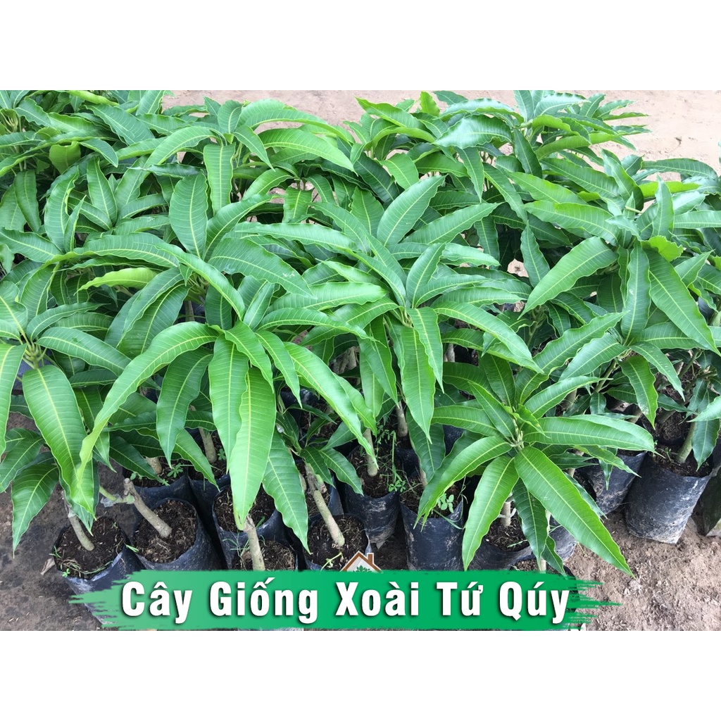 Cây Giống Xoài Tứ Quý kèm bầu đất chiều cao từ 60cm - 80cm dễ trồng & chăm sóc cho quả quanh năm - hiệu quả kinh tế cao