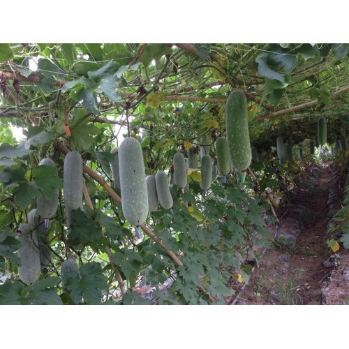 [Rẻ Vô Địch] Hạt giống Bí xanh lai F1 Thiên Thanh