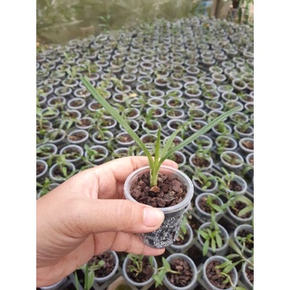 Cây giống lan kiếm Vị Hoàng