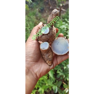 củ nghệ đen tươi 200g