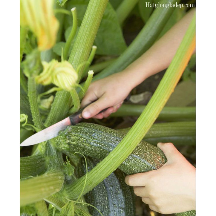 Hạt Giống Bí Ngòi Xanh F1