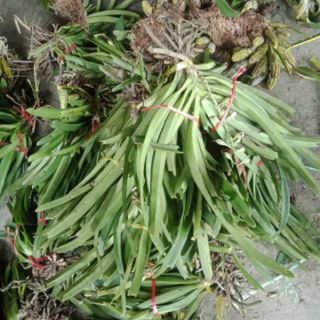 Phong lan đuôi chồn rừng Lào