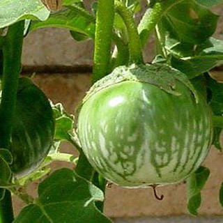 Gói 0.5GR hạt giống Cà Dĩa Cao Sản