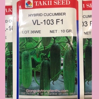 Hạt giống dưa leo vl-103 f1