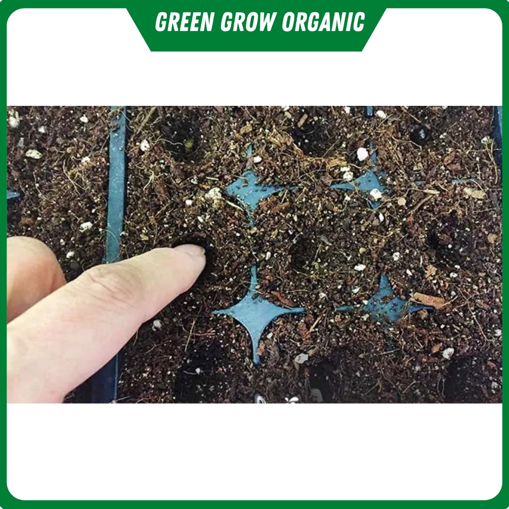 Hạt giống rau cải ngọt cao sản chịu nhiệt năng suất cao MS155 GREEN GROW ORGANIC