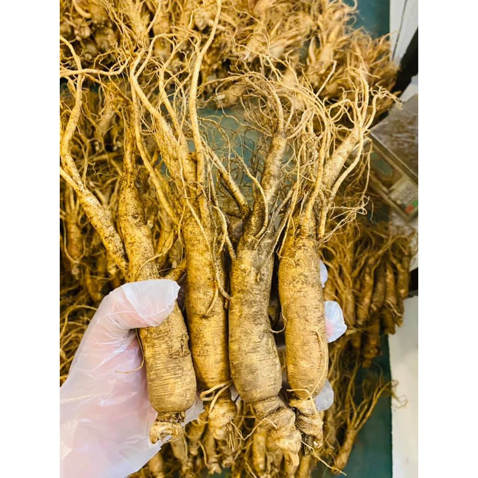 Nhân Tâm Tươi 6 năm 149.000/ củ size sâm trung 10 củ/kg Hàn Quốc | BigBuy360 - bigbuy360.vn