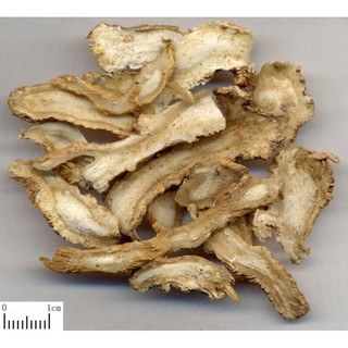 sỉ giá gốc sâm quy thái lát 500g - 1kg ( sân đương quy)