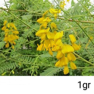 Hạt giống Bông Điên Điển