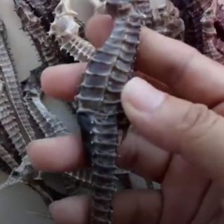 Combo 5 con cá ngựa 9-12cm