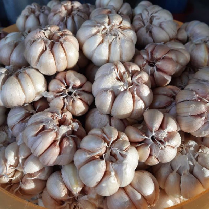 500gr tỏi củ nhánh to