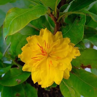 BẦU CÂY MAI VÀNG CÁNH KÉP ĐẠI LỘC