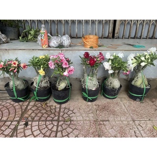 Cây hoa sứ Thái bầu to