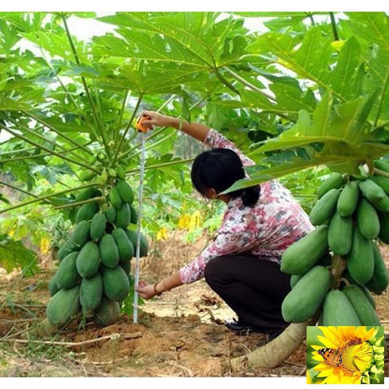 Hạt giống đu đủ lùn cao sản, siêu trái