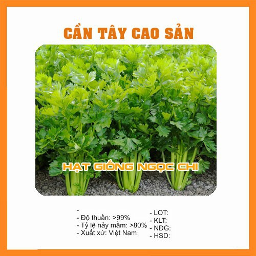 Hạt Giống Cần Tây Cao Sản - 2Gr