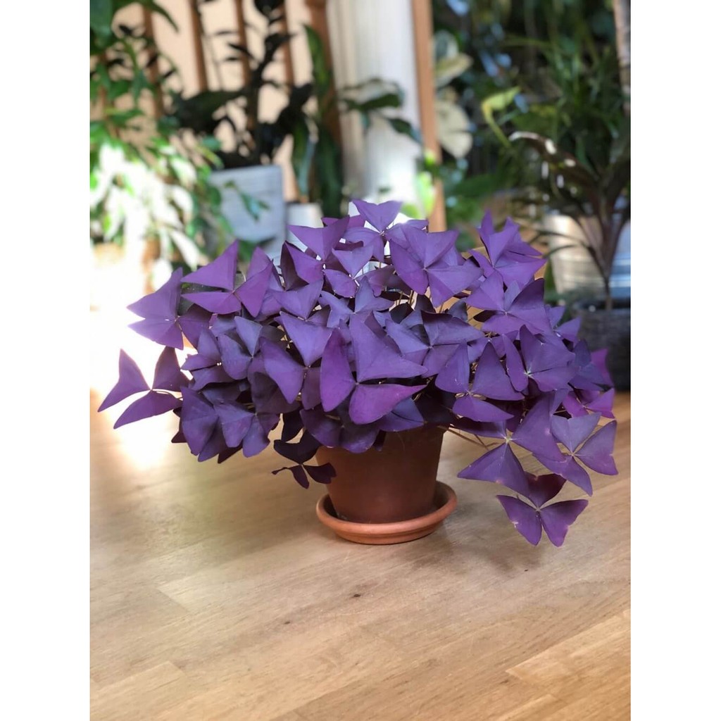 Cây Oxalis Triangularis (Bướm Đêm) chậu treo bí ngô