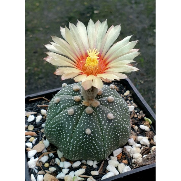 Combo 10 bé xương rồng asterias hoa vàng size 2cm+