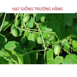 Hạt Giống Dưa Hấu Mini - 10 Hạt