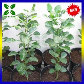 COMBO 2 CÂY CHÚC GIỐNG KHỎE MANH, CÂY CHANH THÁI GIỐNG TRỒNG TỪ HẠT, SỨC SỐNG MẠNH Mầm Xinh, xương rồng