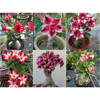 Hạt giống hoa sứ kép mix màu Aconda-Somalen-Kim tử tháp-cánh kép màu lai