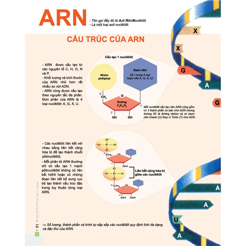 Sách - Đột phá 8+ môn Sinh học (Phiên bản 2020) | BigBuy360 - bigbuy360.vn