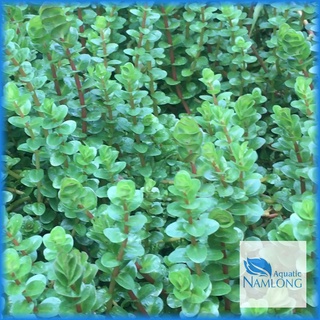 Vảy ốc hồng (10 ngọn) - Cây thủy sinh cắt cắm trang trí bể cá