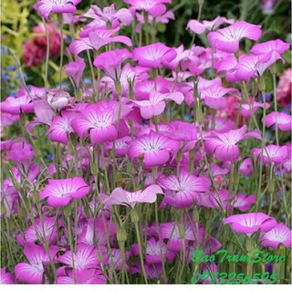 Hạt giống hoa cẩm chướng hồng - hoa lúa mạch gói 100 hạt xuất xứ Đức