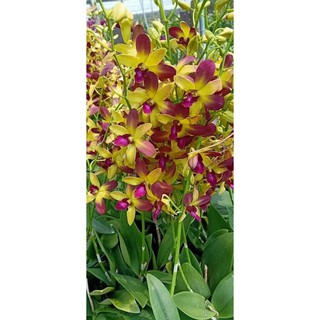 (2 chậu) Hoa lan dendro Gold Red (đỏ mặt trời) - đang hoa / đứng lá
