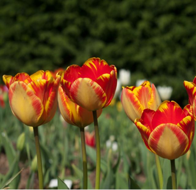 CỦ HOA TULIP NHẬP JAN DE WIT HÀ LAN