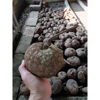 củ bình vôi💥giá rẻ 039.8.575.217💥💥