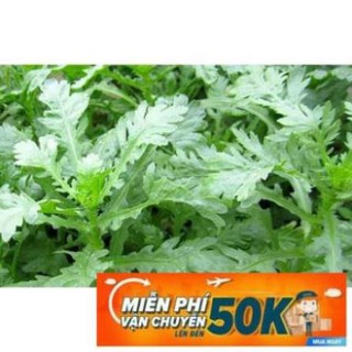 Gói 10 gr hạt giống rau cải cúc bốn mùa ( rau tần ô) MPVC LuckyseadTG