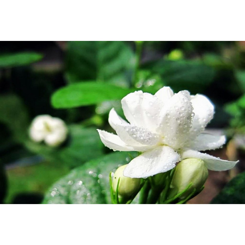 Hạt giống hoa nhài-tặng gói hạt giống ngẫu nhiên