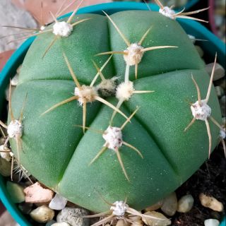 Xương rồng Gym horstii xanh lá