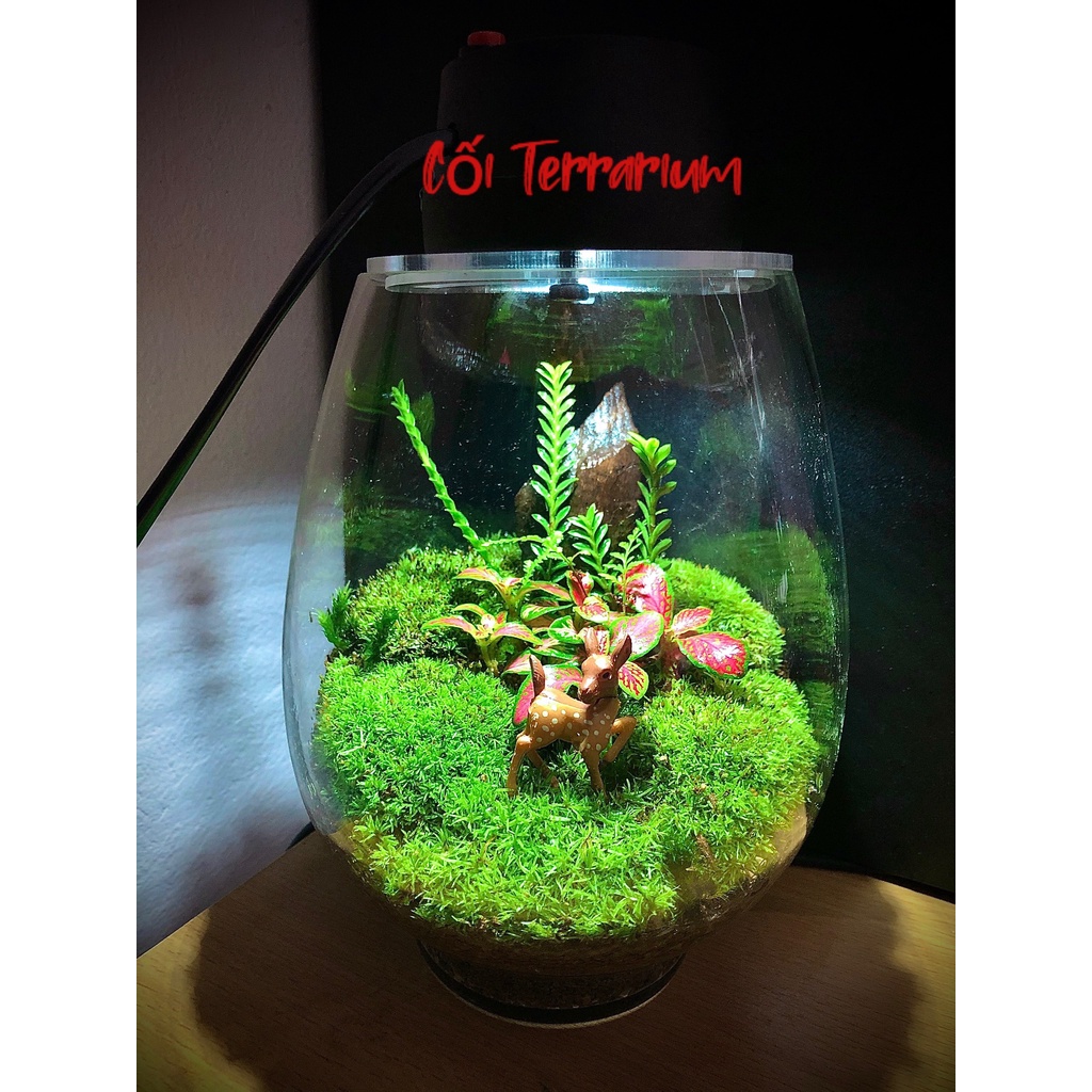 Tiểu cảnh mini ❤️ Mô hình con nai gặp cỏ trang trí tiểu cảnh sen đá, sân vườn, terrarium