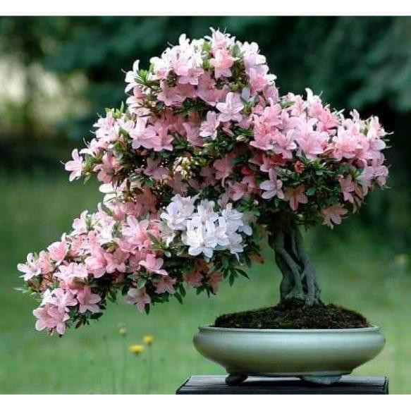 Sản phẩm CÂY GIỐNG HOA ĐỖ QUYÊN NHẬT BẢN ĐỦ MÀU + Tặng  phân hữu cơ cao cấp