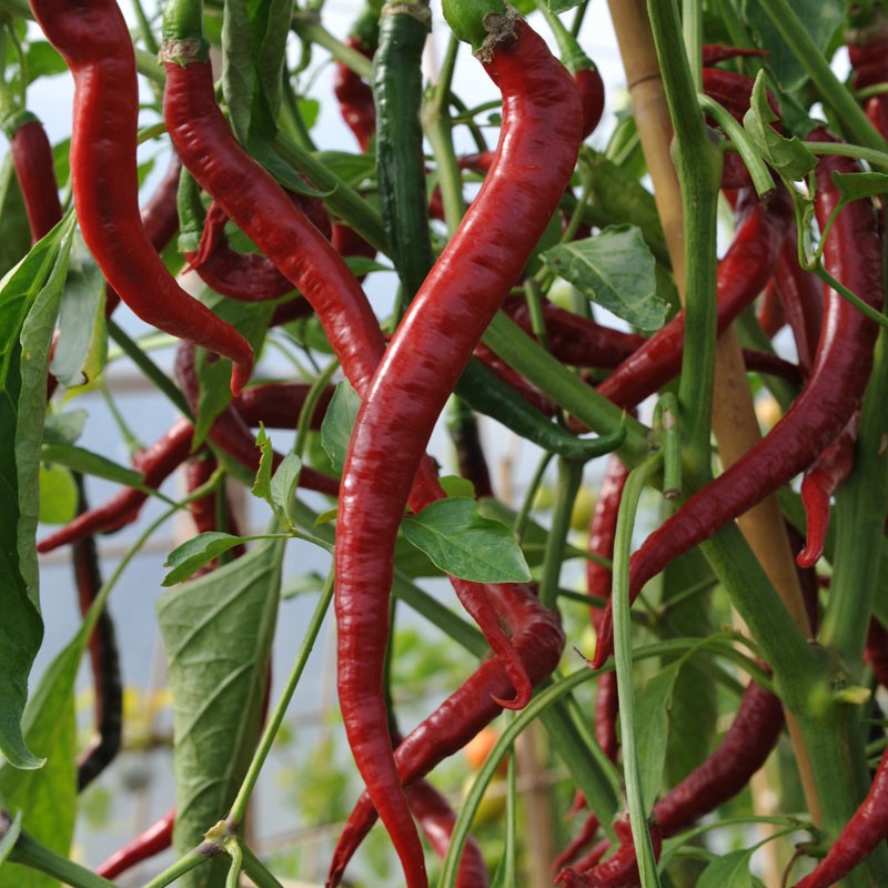 Hạt giống ớt tóc dài hair pepper chilli)