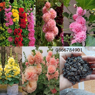 1 Lạng hạt giống hoa mãn đình mix màu