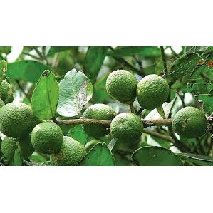 Cây quýt gai khô 1KG hỗ trợ suy thận hàng chuẩn loại 1